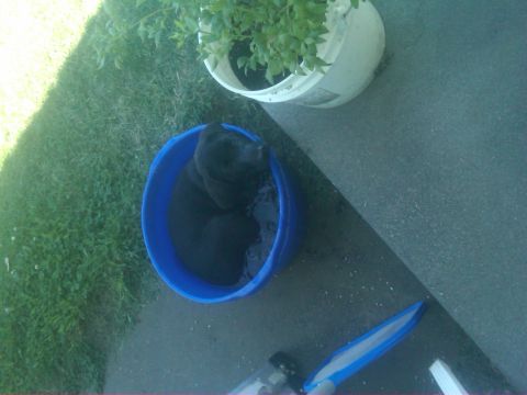 1978 Ford Mustang II - A black dog is taking a dip in a blue bucket to beat the heat.