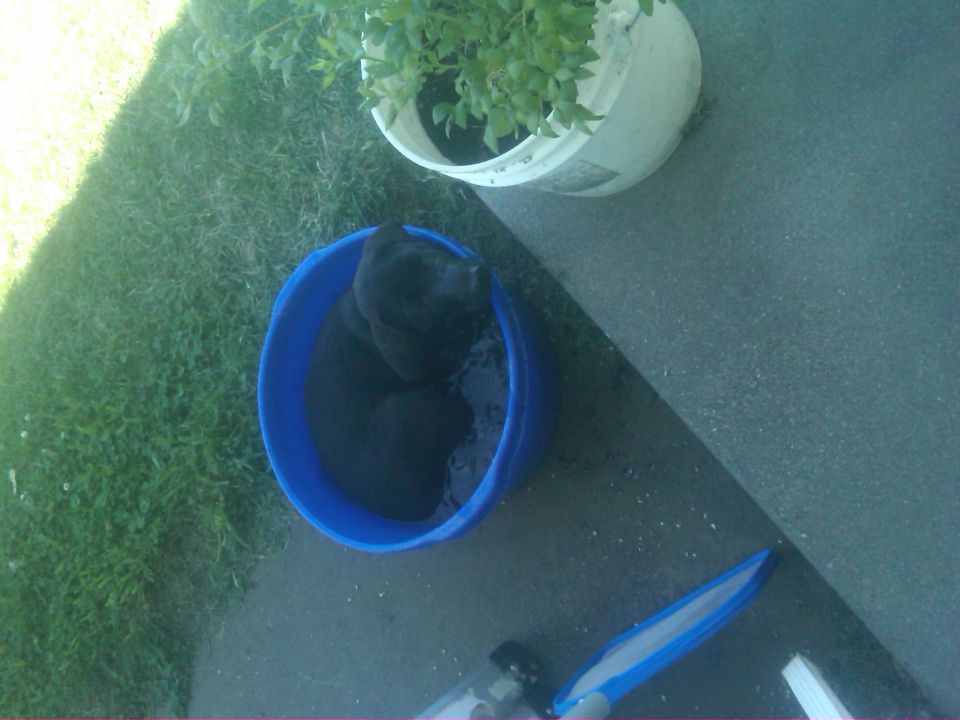 Black dog cooling off in a blue bucket of water