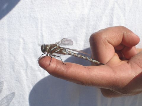 1989 Ford Bronco - A dragonfly rests on a finger, its intricate wings and segmented body clearly visible.