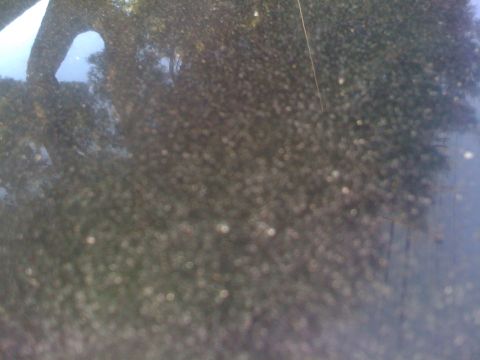 1985 Ford Mustang - Close-up of dark car paint with water spots and reflections.
