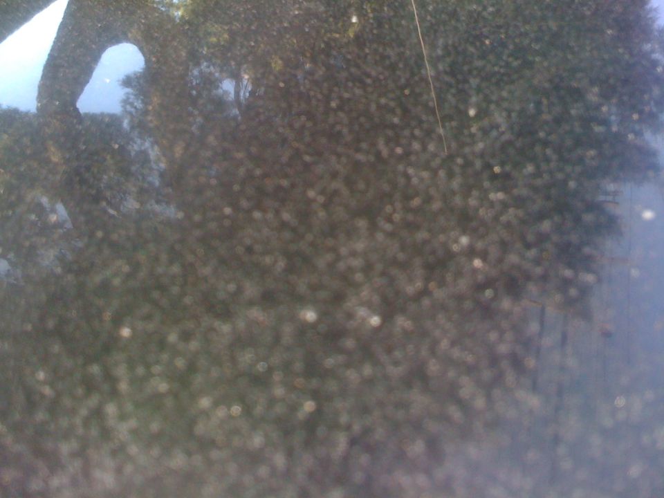Dark car paint with water spots and reflections of trees and sky