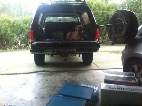 1990 Ford Bronco - A dog rests in the open tailgate of a Ford Bronco, with a spare tire visible on the exterior.
