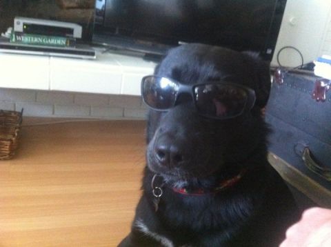 1990 Ford Bronco - A black dog wearing sunglasses sits indoors, with a basket and electronics visible in the background.