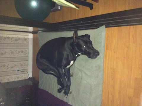 1990 Ford Bronco - A black dog rests on a green mat in a room with wood paneling and striped wallpaper.