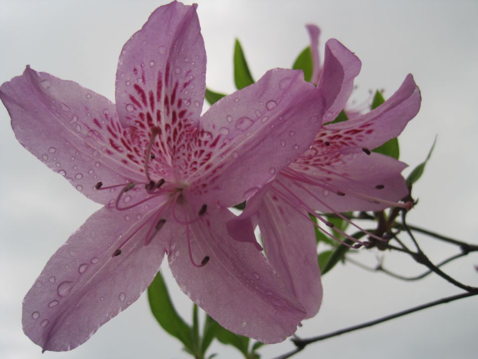 Pink azalea flowers with water droplets against a bright sky