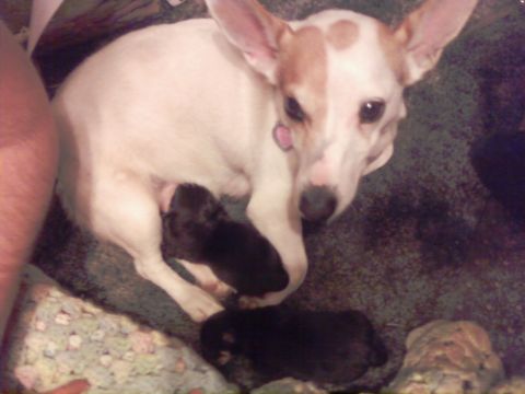 1989 Ford Bronco - A mother dog rests with her two dark-colored puppies.