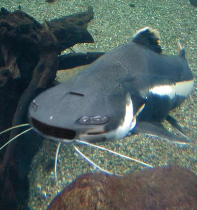 2000 Mercury Grand Marquis - This image combines a catfish with the front end of a car, creating a humorous and unusual visual.