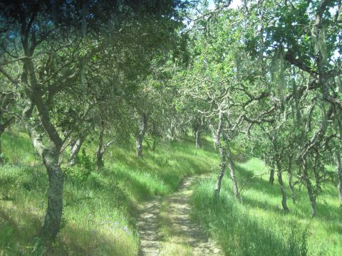 1989 Ford Bronco - A dirt path leads through a sun-dappled meadow dotted with oak trees.