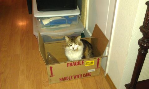 1992 Ford Ranger - A fluffy cat sits patiently inside a cardboard box marked with 'FRAGILE' and 'HANDLE WITH CARE' warnings.