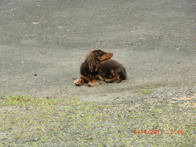 Brown dachshund lying on gravel