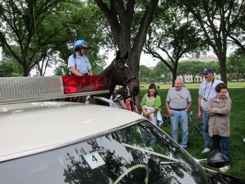 1991 Ford LTD Crown Victoria - mounted officer and dark horse stand behind a white police car while seated and standing spectators watch in a grassy park.