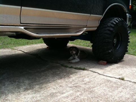 1996 Ford Bronco - A dog seeks shade under a lifted truck parked on a concrete driveway.