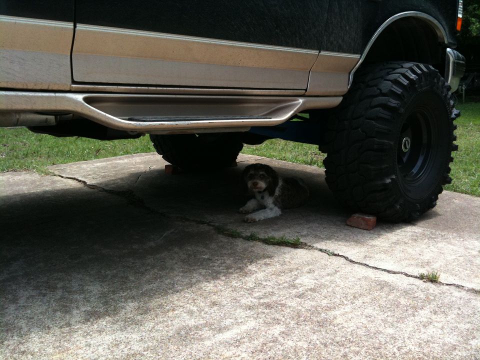 Side view of a lifted truck with large tires, a dog is resting underneath