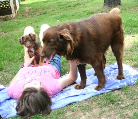 1976 Ford Ranchero - Two dogs playfully interact with a person relaxing on a blanket outdoors on a sunny day.