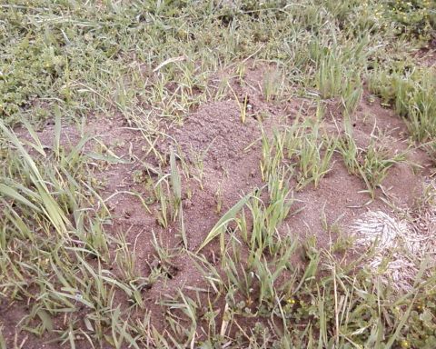1976 Ford Torino - An ant hill is visible in a grassy area, with a SuperMotors logo in the lower right corner.