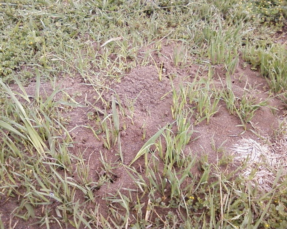 Ant hill in grass with SuperMotors logo