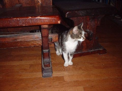 1996 Ford Taurus - A tabby and white cat emerges from beneath a dark wooden table and chairs.