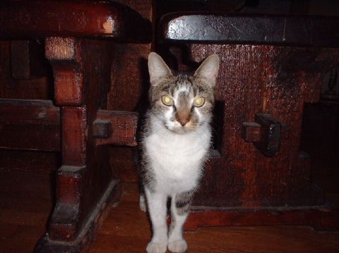 1996 Ford Taurus - A cat is positioned between two pieces of dark wooden furniture.