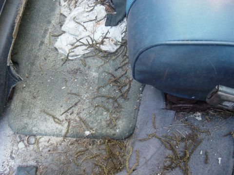 1979 Ford Bronco - Vehicle interior shows significant debris on the floor and seat, indicating neglect.