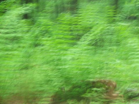1996 Ford Bronco - Abstract green scene with blurred foliage, possibly taken from a moving vehicle.