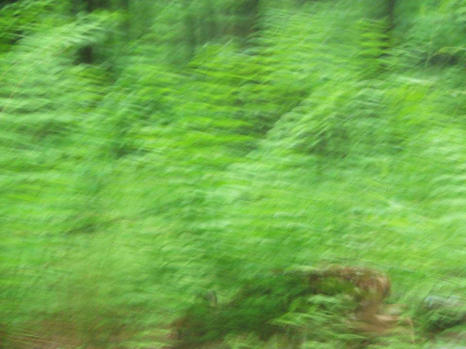 Motion blur of green ferns and trees