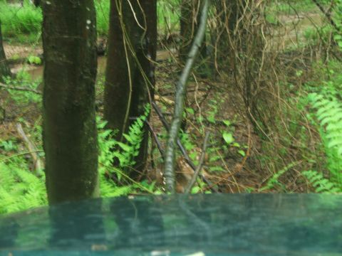 1996 Ford Bronco - A view of a dense forest with lush green ferns and trees, suggesting a natural, possibly damp environment.