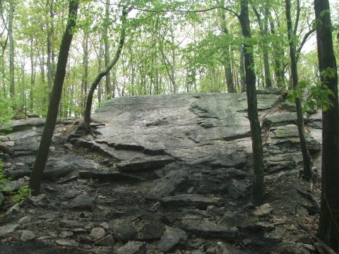 1996 Ford Bronco - A natural scene of a rocky hillside covered in trees and foliage, likely in a forest environment.