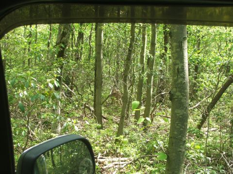 1996 Ford Bronco - A deer is visible in the woods, seen through the window of a vehicle.