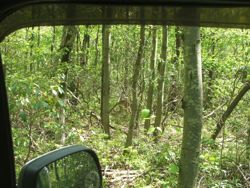 Deer in a dense forest, viewed from inside a vehicle