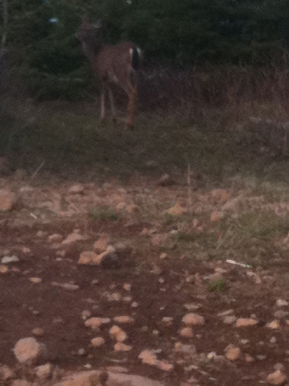 We had a visitor show up while eating lunch, the deer hung around for another 20 minutes with us before moving on