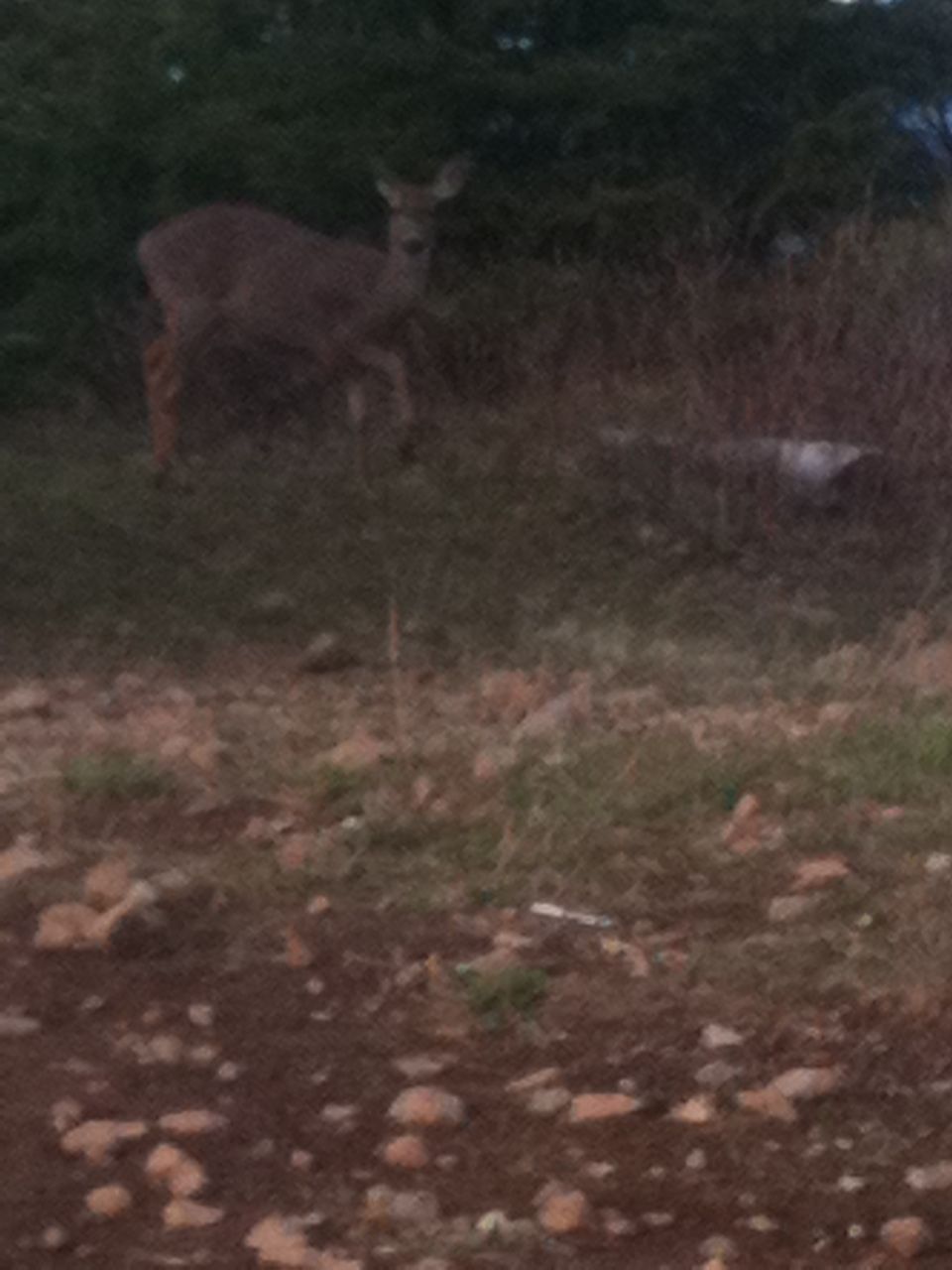 Deer standing in a grassy field with brush in the background
