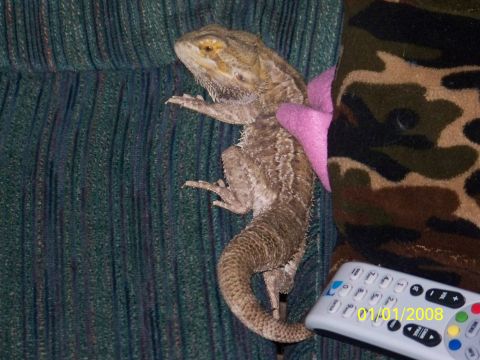 1989 Ford Bronco - Bearded dragon lizard on couch with remote control dated 01/01/2008.