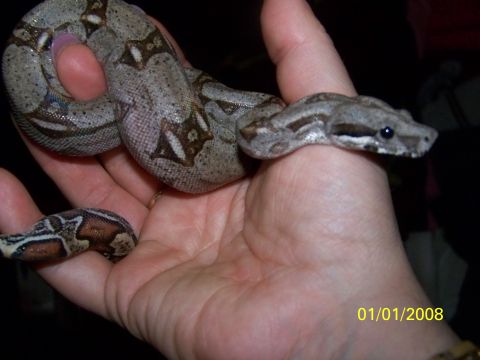 1989 Ford Bronco - A snake is held in a person's hand, with a date stamp of 01/01/2008 in the corner.