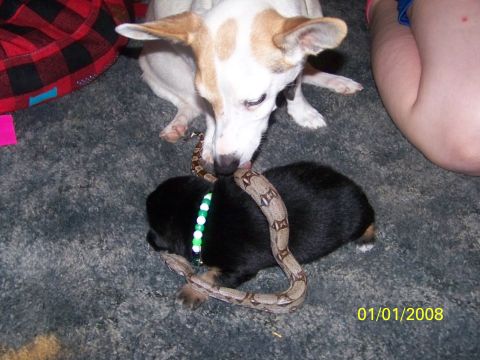 1989 Ford Bronco - A dog curiously sniffs a snake that is wrapped around a small puppy. The scene is dated January 1, 2008.