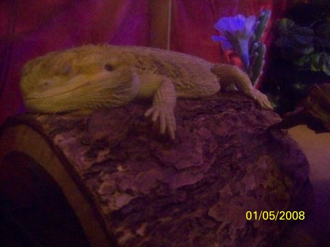 1989 Ford Bronco - A bearded dragon is resting on a log. The photo has a date stamp of 01/05/2008.