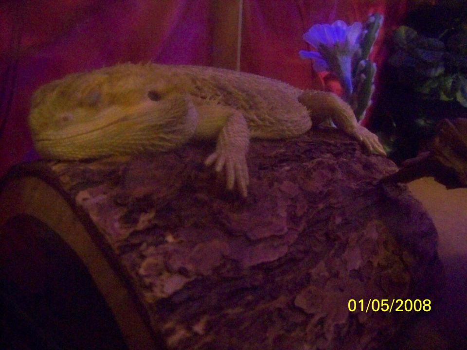 Bearded dragon resting on a log with a date stamp of 01/05/2008