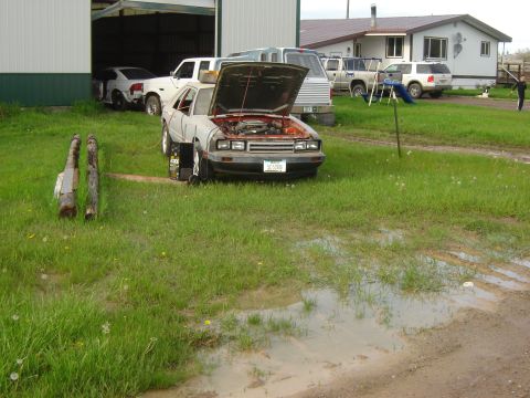 1984 Ford Mustang - A gray hatchback with its hood open sits on a grassy area, connected to a battery charger.