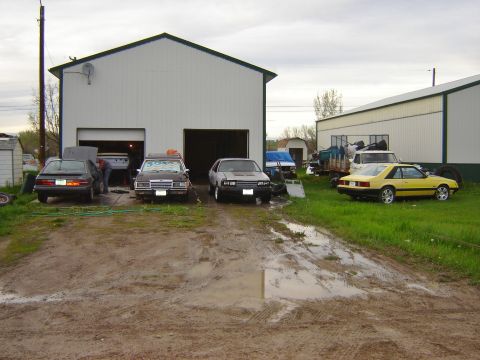 1984 Ford Mustang - A yellow 1984 Ford Mustang is parked on the grass near a garage where other vehicles are present.