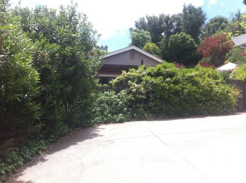 1990 Ford Bronco - A house is mostly hidden by lush green bushes and trees, with a paved driveway in the foreground.