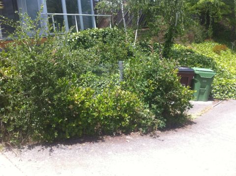 1990 Ford Bronco - Overgrown bushes and vegetation obscure two trash cans next to a building.