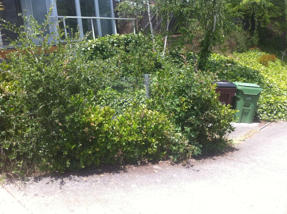 Two trash cans, one green and one brown, partially obscured by overgrown bushes and vegetation