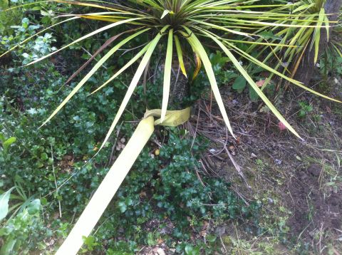 1990 Ford Bronco - A yellow strap is wrapped around the base of a spiky plant, with green foliage in the background.