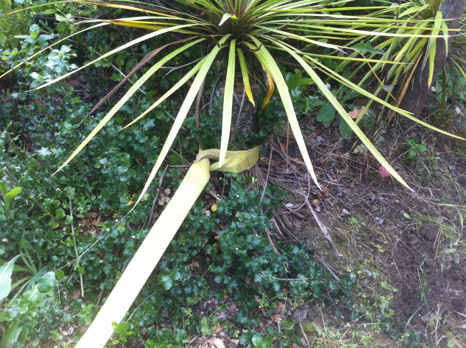 yellow strap wrapped around a plant stem