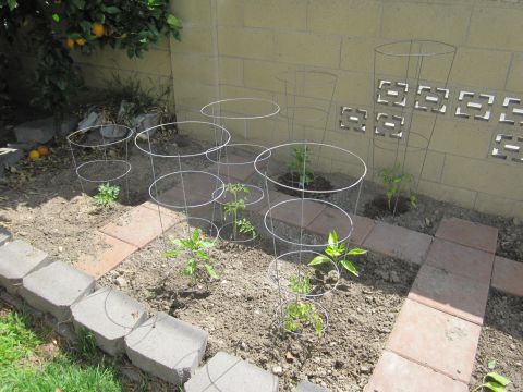 1990 Ford Bronco - A garden scene shows several tomato cages protecting young plants in the soil.