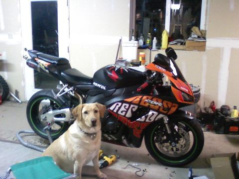 2006 Honda CBR-RR - A 2006 Honda CBR-RR motorcycle is parked next to a yellow Labrador retriever.