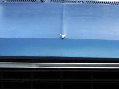 1981 Ford Bronco - A close-up of the hood of a blue 1981 Ford Bronco, a bull skull ornament and a prominent grille.