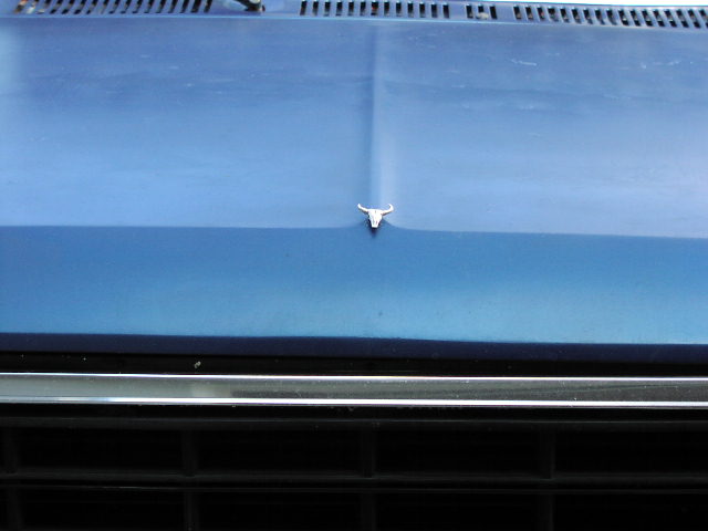 Blue 1981 Ford Bronco hood with a bull skull ornament and a chrome grille