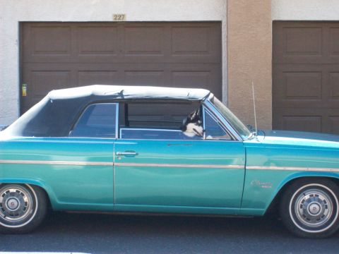 1985 Ford Bronco - A dog sits in the driver's seat of a turquoise convertible parked in front of a garage.