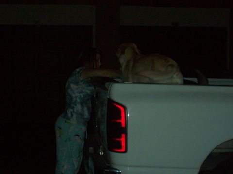 1985 Ford Bronco - A person interacts with a dog resting in the bed of a white pickup truck at night.
