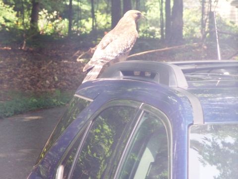 1971 Ford Ranchero - A hawk rests on the roof rack of a blue SUV, with trees in the background.